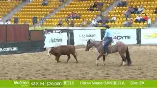 Lot 639 - Sanbella (by Sannman).  2023 Nutrien Classic.  $110,000