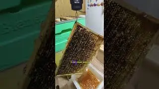 Столько мёда в одной рамке 
