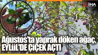Bu Ağaç Kafaları Karıştırdı, Ağustos'ta Yaprak Döktü, Eylül'de Çiçek Açtı