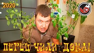 Старая гвардия: перцы чили зимуют неплохо, но не без потерь...