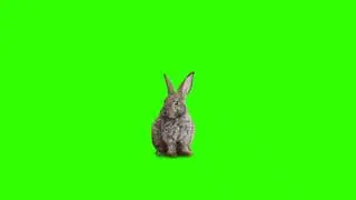 Rabbit Green Screen Videos Effects 