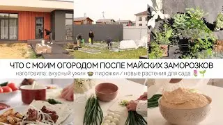 ЧТО СТАЛО С МОИМ ОГОРОДОМ😔УДИВИЛИ КОМЕНТАРИИ🏡НОВЫЕ РАСТЕНИЯ ДЛЯ САДА🌷🌱ВКУСНЫЙ УЖИН В АЭРОГРИЛЕ