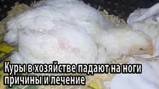 Куры в хозяйстве падают на ноги причины и лечение