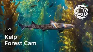 Live Kelp Forest Cam - Monterey Bay Aquarium