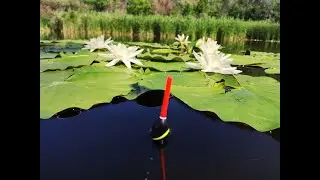 КАРАСЬ на ПОПЛАВОК в белых ЛИЛИЯХ.. РЫБАЛКА на карася ЛЕТОМ с ЛОДКИ.