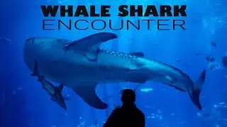 WHALE SHARK ENCOUNTER | GEORGIA AQUARIUM | Alyx Freid