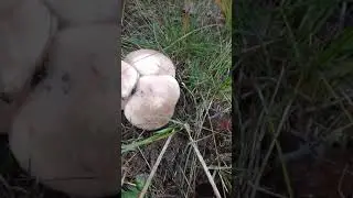 синеножка или рядовка лиловоногая 