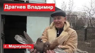 Голуби г.Мариуполь. Драгнев Владимир