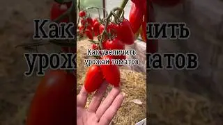 Подкормка томатов для большого урожая