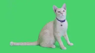 Green Screen | Chroma Key |  tabby kitten sitting and looking around on background | 4K | HD