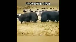 Сражение Яков