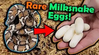 Our Eastern Milksnake Laid Eggs!!