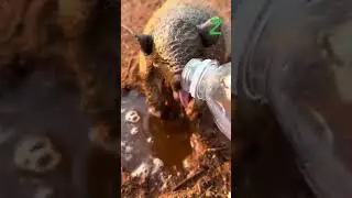 Una devastante siccità sta colpendo il Brasile: una donna dà da bere a un armadillo stremato