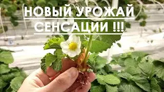 КЛУБНИКА СЕНСАЦИЯ ОПЯТЬ ЗАЦВЕЛА !! // ФУРОР 6 ЦВЕТОНОСОВ