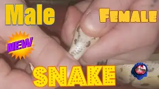 Is My Ball Python Male Or Female How to sex a snake. 