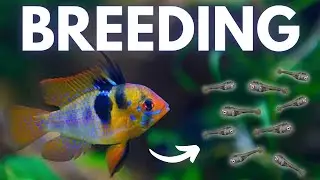 How to Breed Ram Cichlids (German Blue, Black, Gold)