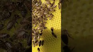 Вощина из чистого забруса ! Натуральный воск !