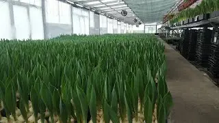 тюльпаны в Тюмени к 8 марта  Обзор 1 02 2023г