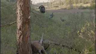 Turkey Season in May and we're headed from Wyoming to Wisconsin.
