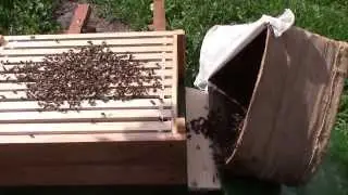 Переселение роя в рогатый улей