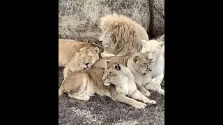 Лев ЧИП и его КОМАНДА #shorts #животные  #animals #Super #wild #wildanimals #lion #белыйлев #львы