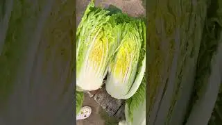 Гигантская капуста Ника | 