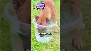 Собака спец-агент задерживает дыхание в воде 😮🔥🐕