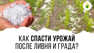 Как СПАСТИ урожай после ЛИВНЯ!