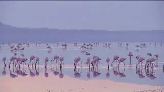 beautiful footage of pink flamingos in early morning light on lake nakuru kenya bpv sywk