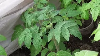 КАКИЕ ТОМАТЫ СРАЗУ 