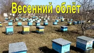 Spring fly-bees in the apiary 2017
