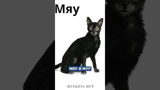 Девушка выпустила первую в мире книгу на кошачьем языке 🐱