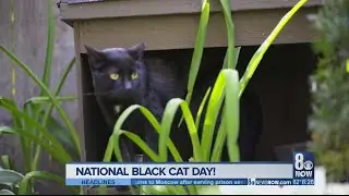 Just in time for Halloween, it's National Black Cat Day!