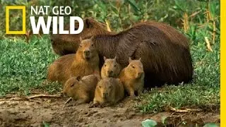 A Capybara Familys Day at Play | Deadly Game