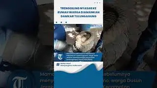 Seekor Trenggiling Menyasar di Rumah Warga Doroampel, Diamankan Personel Damkar Tulungagung