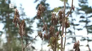 Майский заморозок погубил урожай фруктов на юге Красноярского края (Енисей Минусинск).