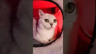 БЕЛКА РОЖАЕТ?#cat