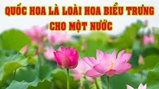 Ý Nghĩa Quốc Hoa 