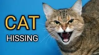 Cat Hissing and Growling Sound to get your Cats Attention (GUARANTEED)