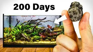 I Grew a Lily Pad Aquarium from Seeds (200 Day Experiment)
