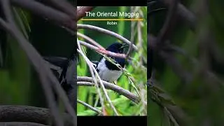 The Bird Songs -The Magpie Robin - 