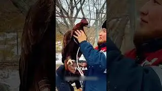 Дагестанские беркуты ОТОМСТИЛИ волкам😨🔥🦅