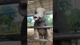 милый слоник 
