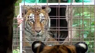 Big Cats + Mirrors = Funny!