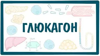 ГЛЮКАГОН - строение, свойства, функции