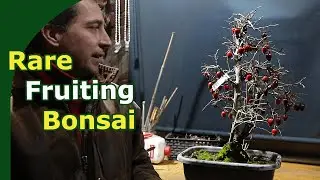 Unlocking a new rare species: Fruiting Persimmon Bonsai