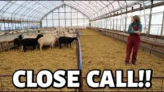 GOTTA KEEP 'EM SEPARATED!! ~ weaning lambs and BARELY avoiding ambitious rams!