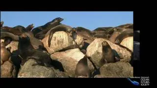 Sea Lions and Seals