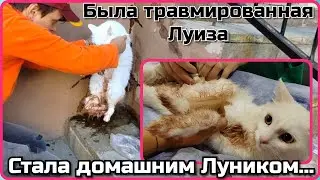 Спасение бездомной кошки Луизы, оказавшейся домашним котом Луником...Верновцы - спасение животных