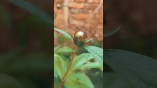 Ants on Bloom
